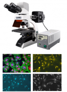 XSP-01三目正置荧光显微镜